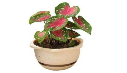 五彩芋養(yǎng)殖的詳細方法