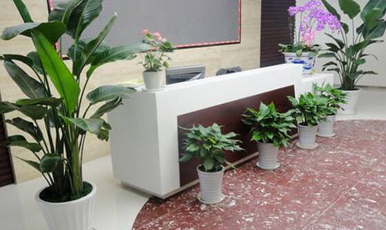辦公室放什么綠植好，辦公室適合擺放什么植物