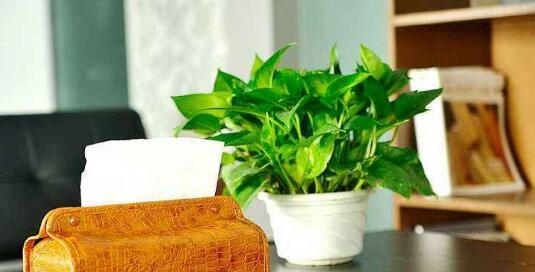 辦公室放什么綠植好，辦公室適合擺放什么植物