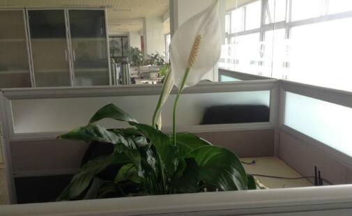 辦公室放什么綠植好，辦公室適合擺放什么植物