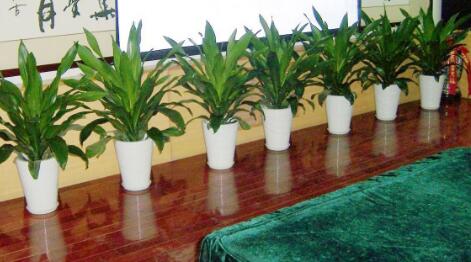 重慶地區(qū)室內綠植租賃優(yōu)勢與好處