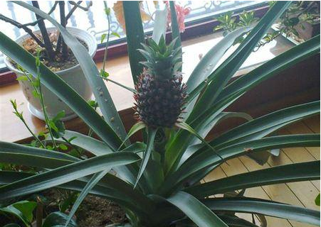 吃剩的菠蘿也能養(yǎng)成盆栽？一年就能結(jié)果，養(yǎng)護方法非常簡單！