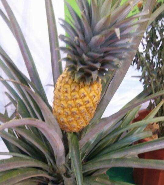 吃剩的菠蘿也能養(yǎng)成盆栽？一年就能結(jié)果，養(yǎng)護方法非常簡單！