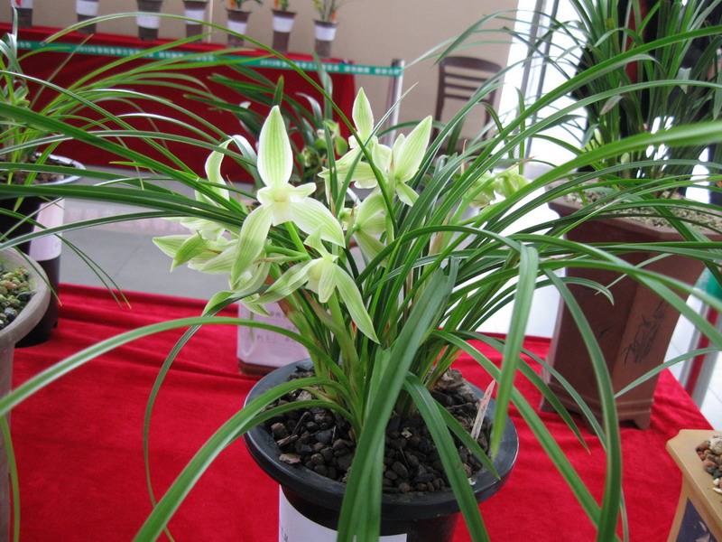 成都植物租擺 成都植物租擺