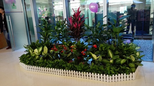 成都植物租賃 成都植物租賃