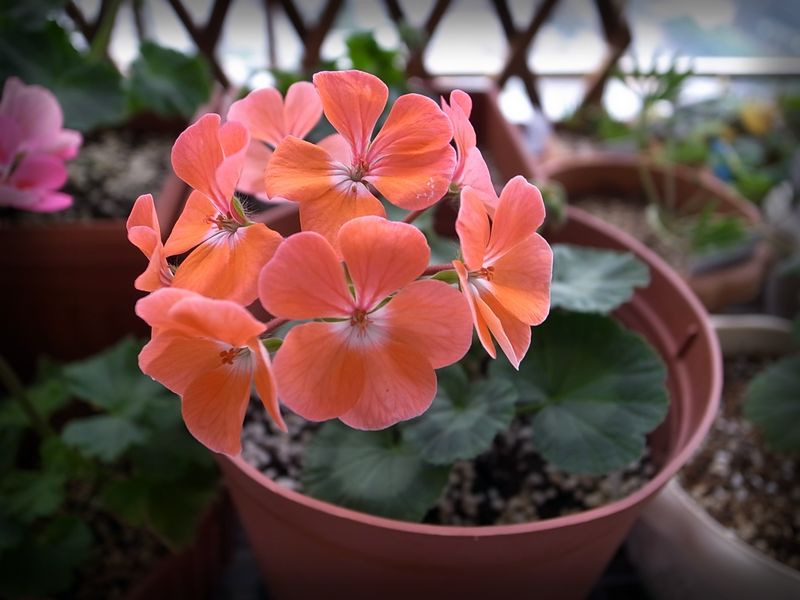 植物租賃，天竺葵，養(yǎng)護