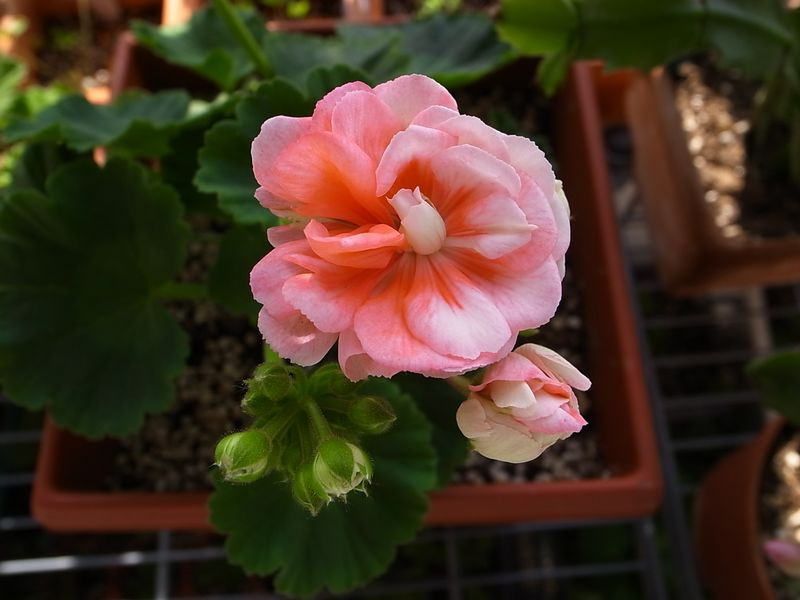 植物租賃，天竺葵，養(yǎng)護