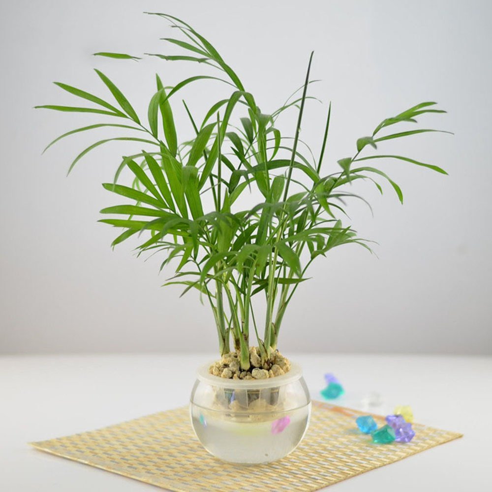 袖珍椰子，植物租擺