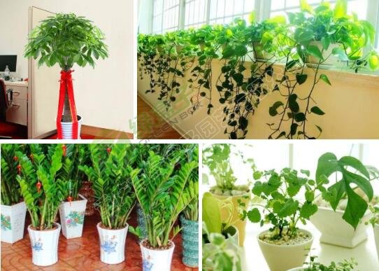 企業(yè)植物租擺