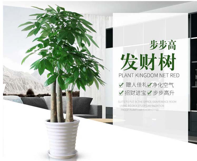 植物租賃公司哪家好?我說了不算，您看了這家心里就有數(shù)了 