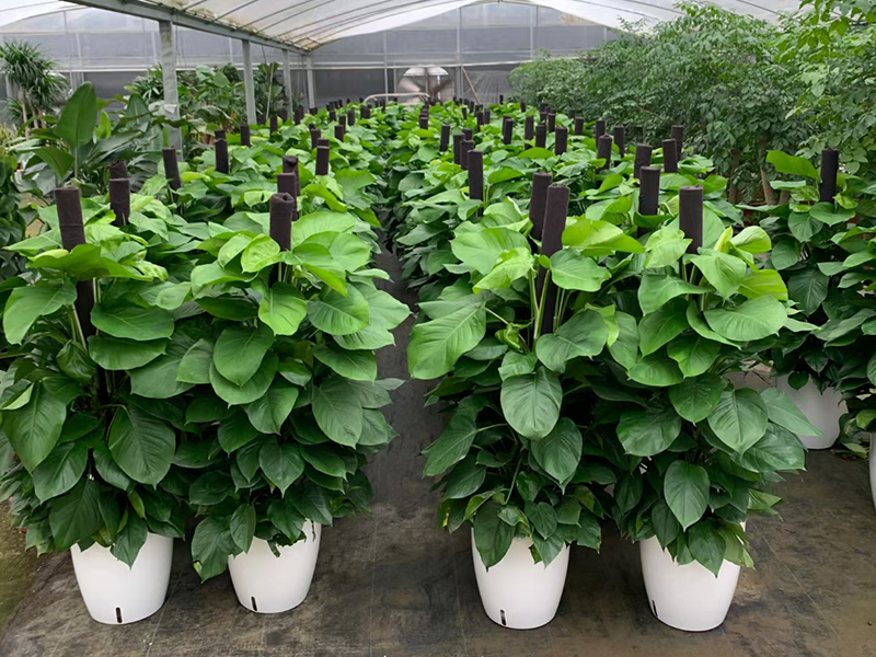 選擇植物租賃公司需要注意哪些方面？