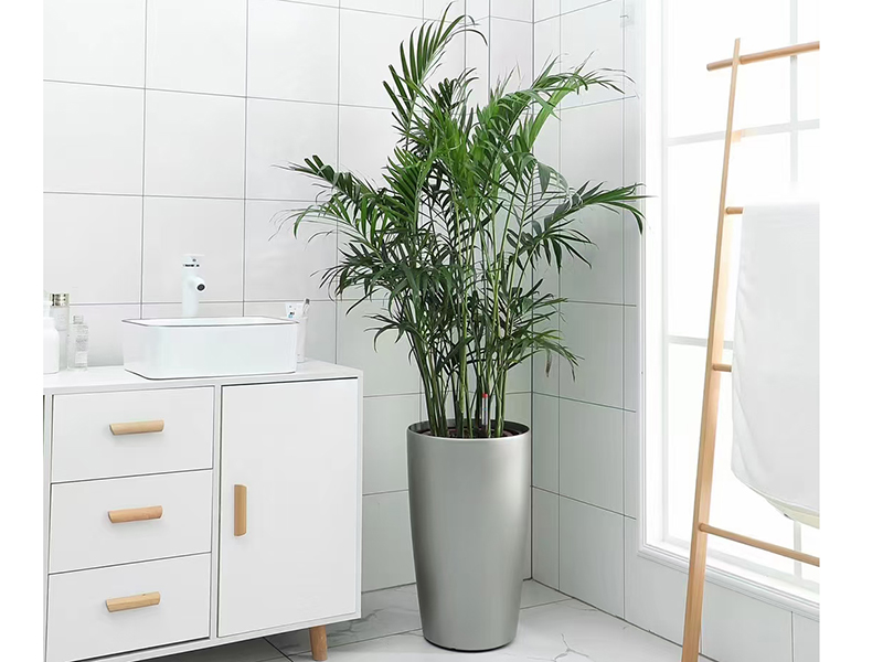 散尾葵的養(yǎng)殖應(yīng)該注意什么？